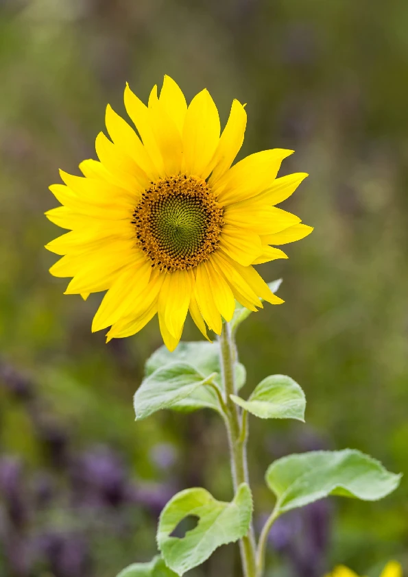 Sonnenblume 1.pdf